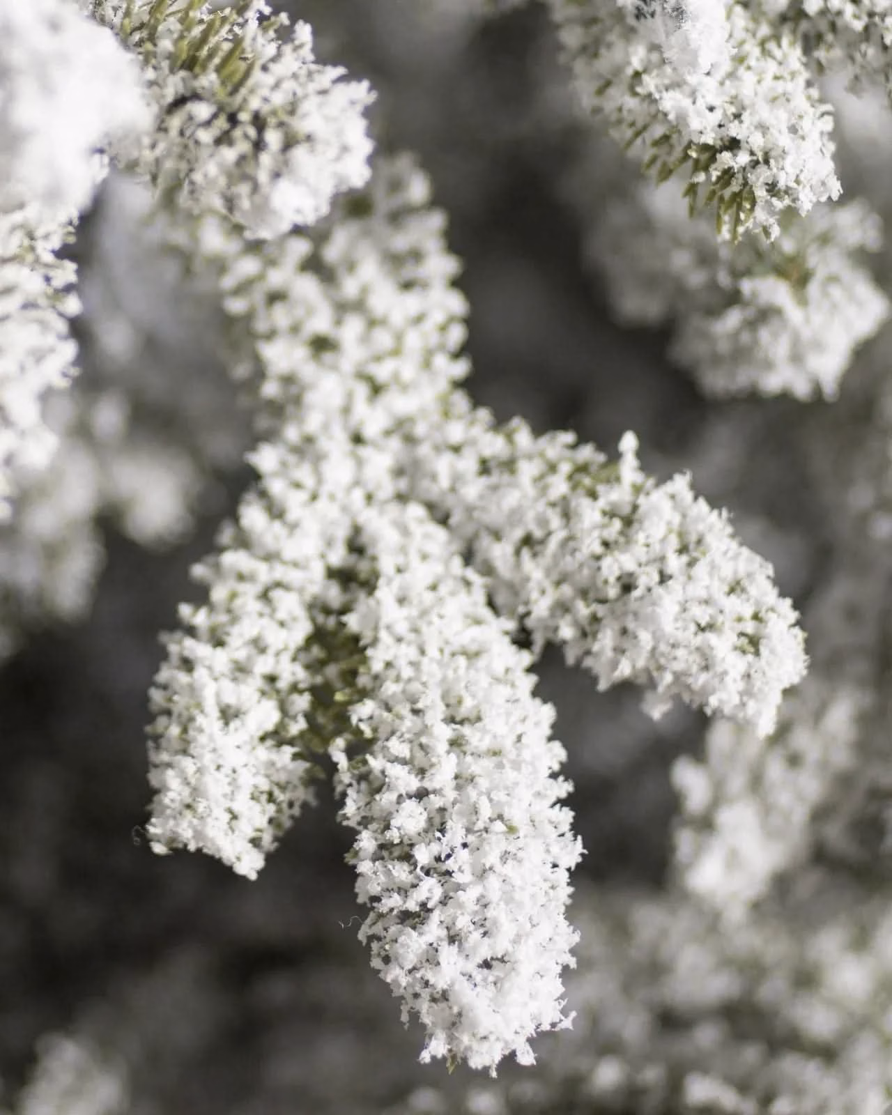 Árvore de Natal Nevada Frosted Fraser com Galhos Articulados, Suporte Metálico e Micro LEDs Embutidos - Image 3